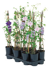 Clematis 14 cm potte